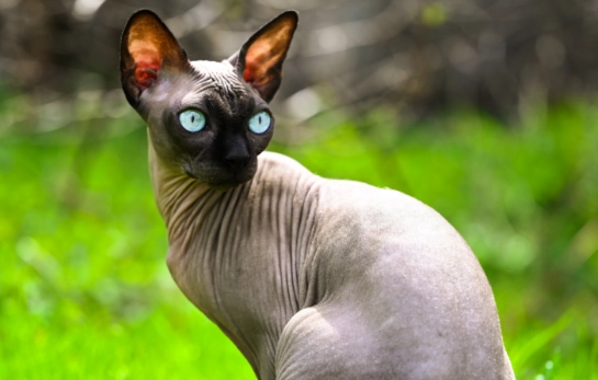 hairless cat breeds