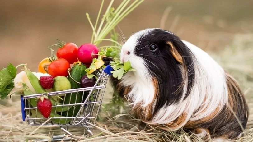 guinea pig diet guinea pig diet