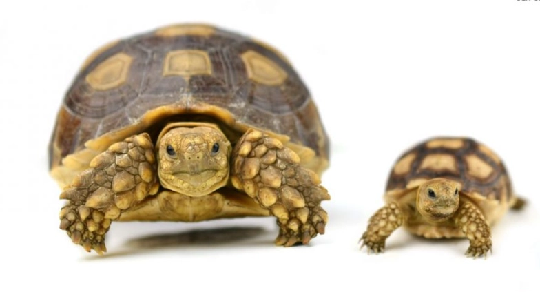 how long does a turtle live how long does a turtle live