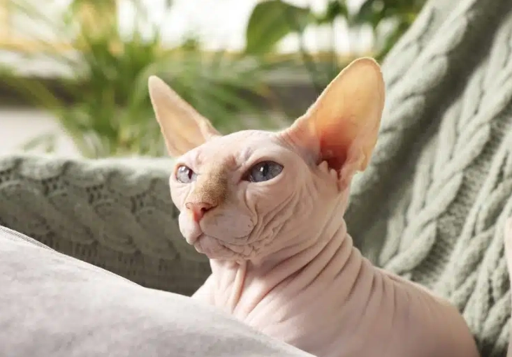 hairless cat breeds