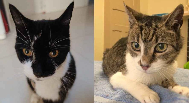 treating hyperactive thyroid cats