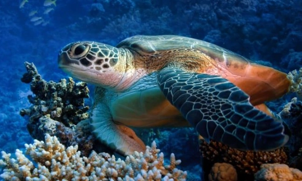 turtle lifespan turtle lifespan