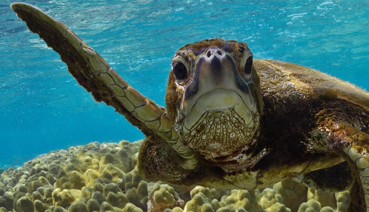 how long does a turtle live how long does a turtle live