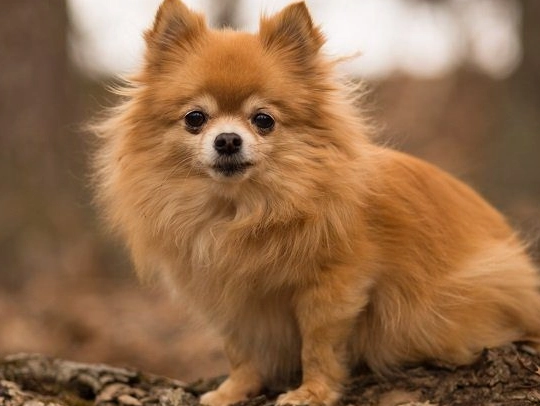 Chihuahua Pomeranian Mix