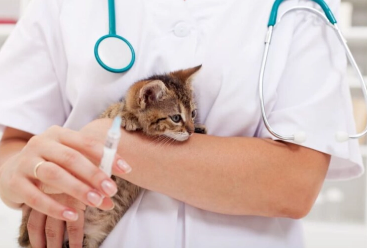 fvrcp vaccine side effects