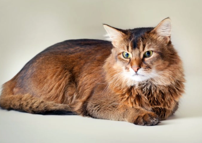 cat grooming long hair cat grooming long hair