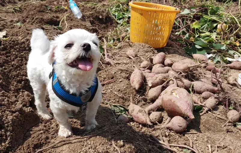 sweet potato dog treats