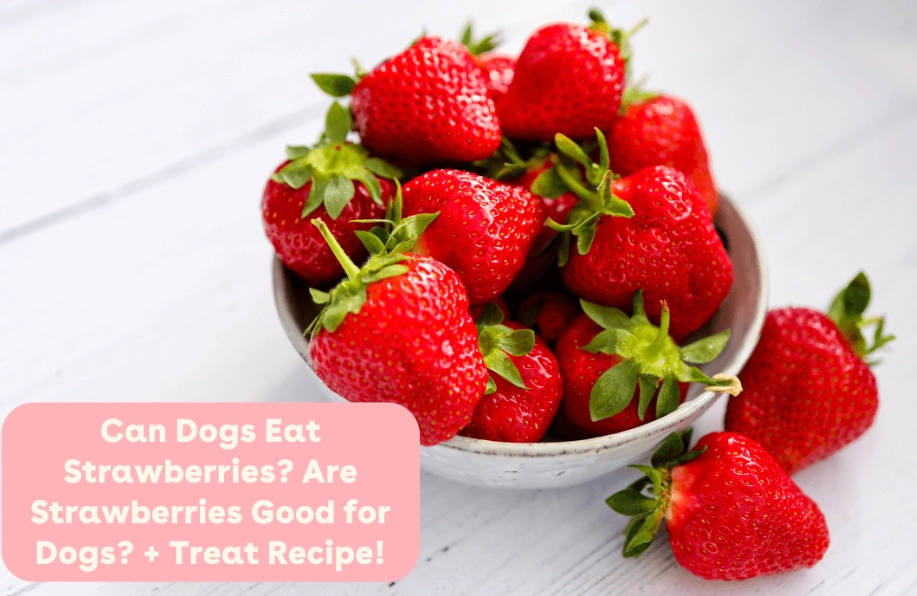 can dogs eat strawberries