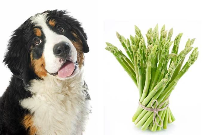asparagus for dogs