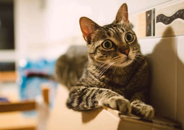 hyperesthesia in cats treatment