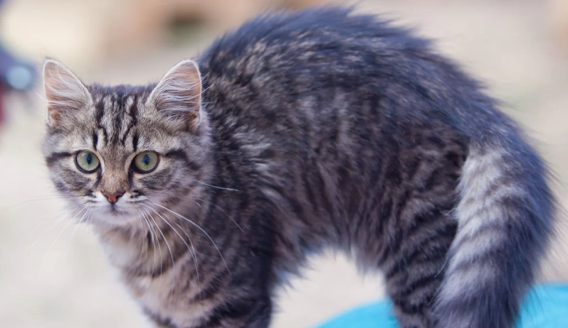 hyperesthesia in cats treatment