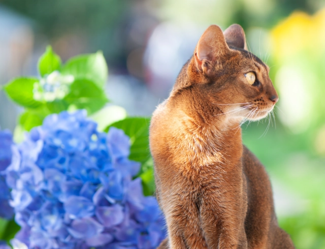 hydrangea toxicity cats
