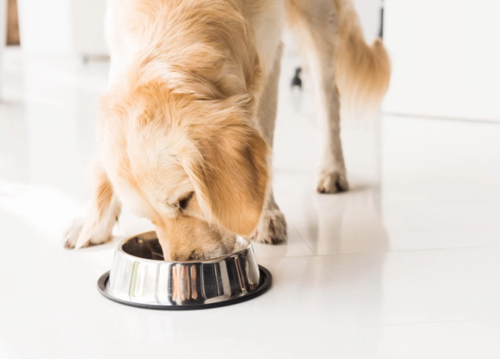 is ginger safe for dogs