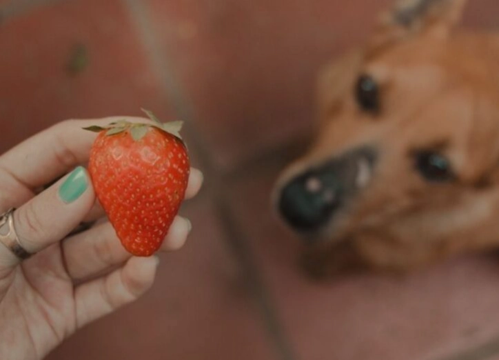 can dogs eat strawberries