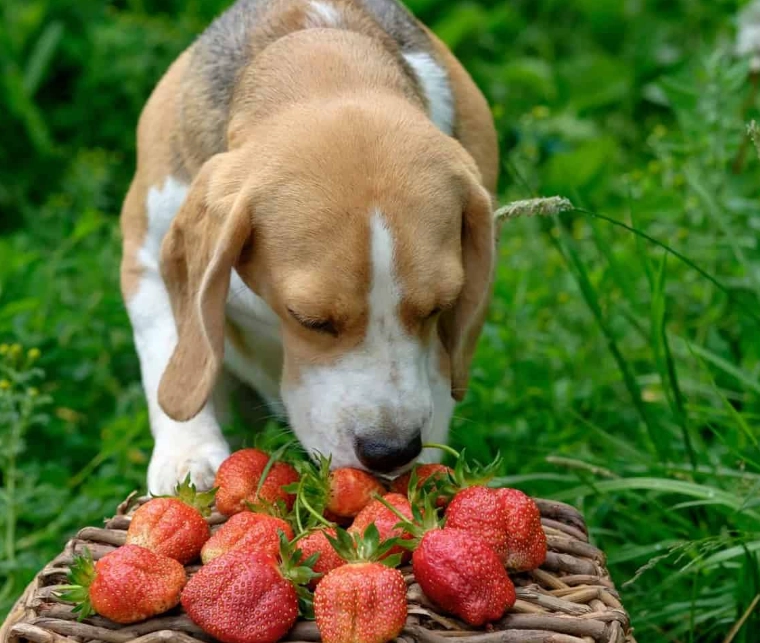 strawberries for dogs
