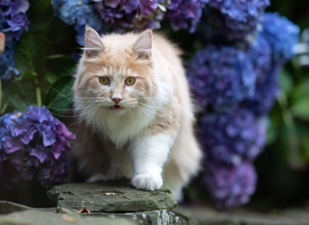hydrangea toxicity cats