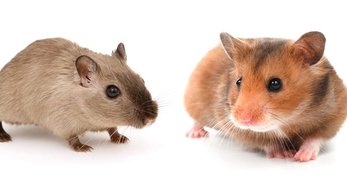 hamster vs gerbil as pets