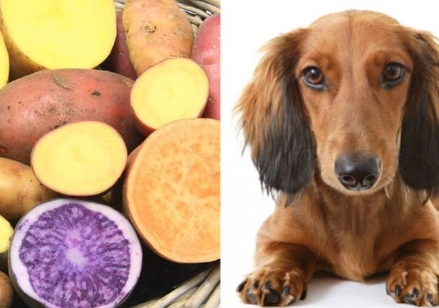 can dogs eat sweet potatoes