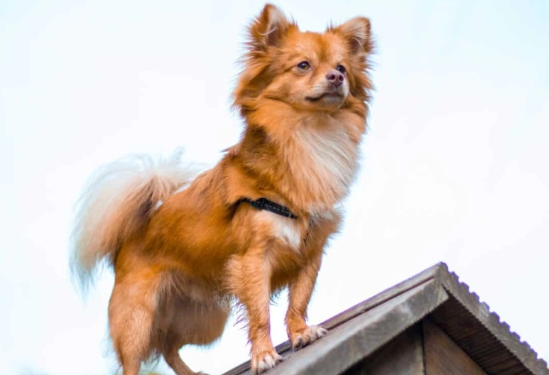 Pomeranian Chihuahua Mix