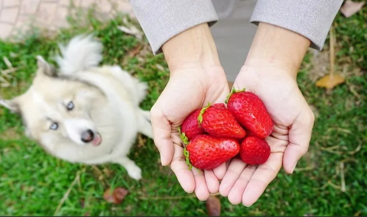can dogs eat strawberries