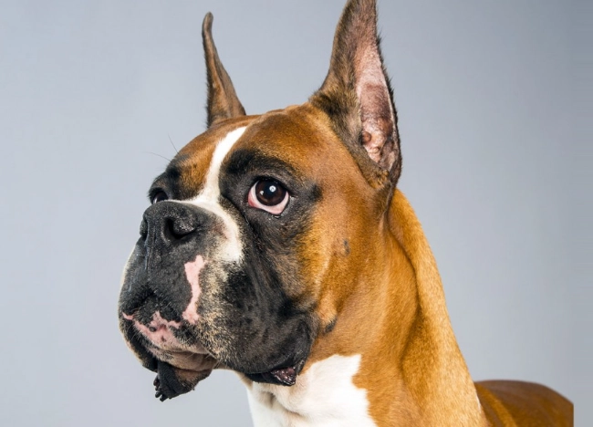 Boxer dog breed