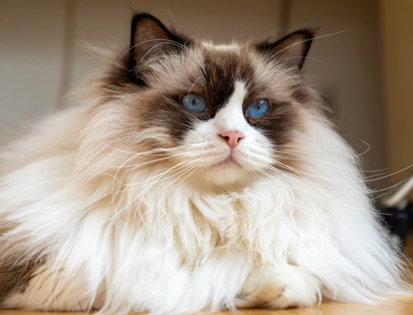 fluffy cat breeds fluffy cat breeds