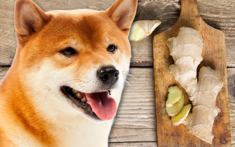 is ginger safe for dogs