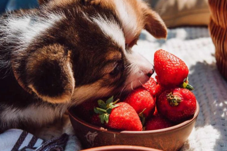 strawberries for dogs