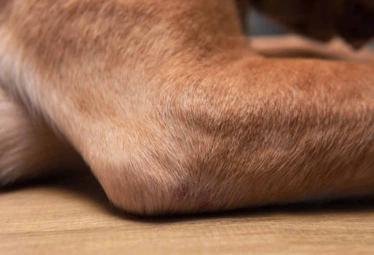 canine dry skin causes