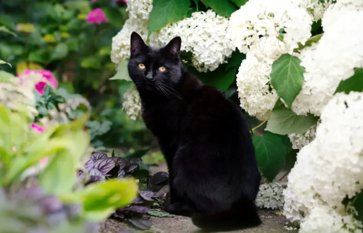 hydrangea toxicity cats