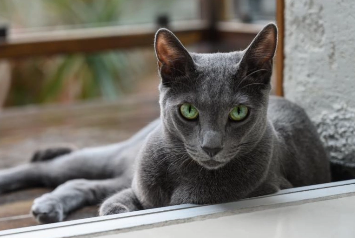 hyperesthesia in cats treatment