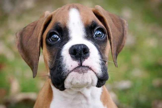 Boxer dog health issues