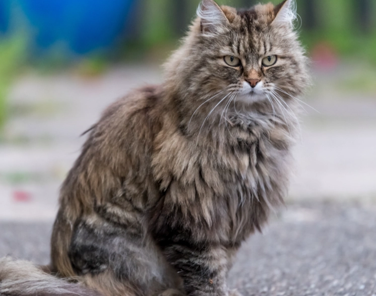 fluffy cat breeds fluffy cat breeds