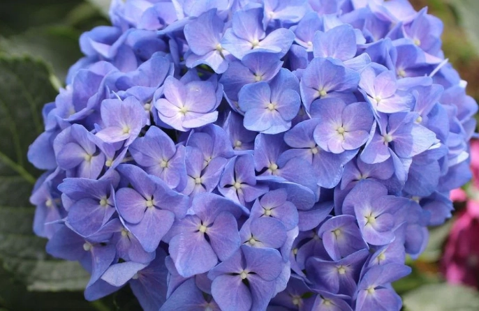 hydrangea poisonous to cats