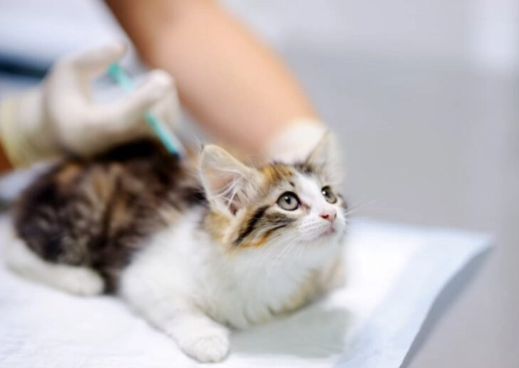 fvrcp vaccine schedule