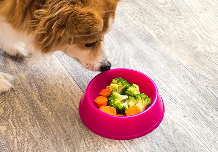 is ginger safe for dogs