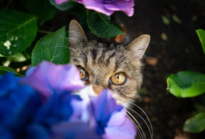 hydrangea poisonous to cats