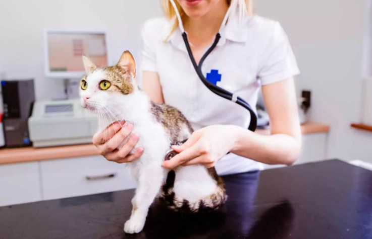 hyperesthesia in cats treatment