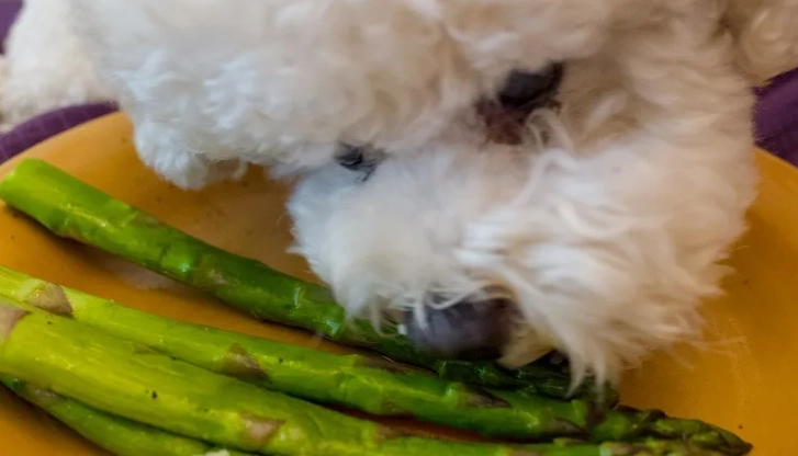 can dogs eat asparagus