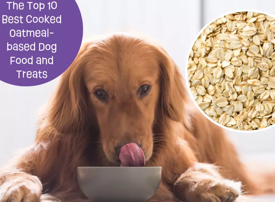 oatmeal for dogs