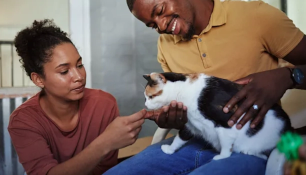 pain relief for cats