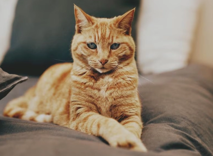 hyperesthesia in cats treatment