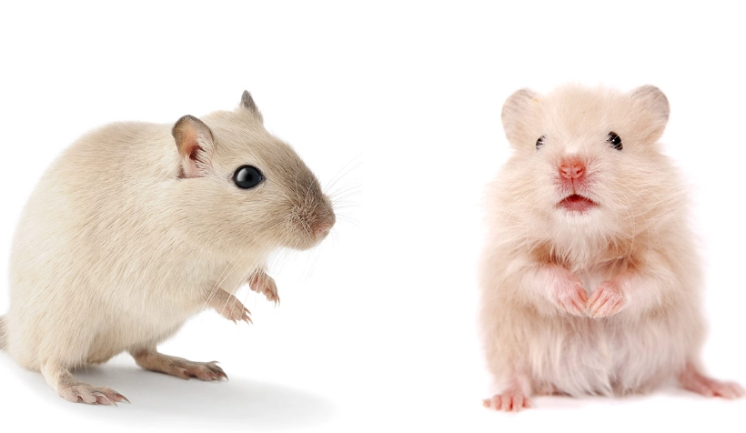 gerbil vs hamster comparison