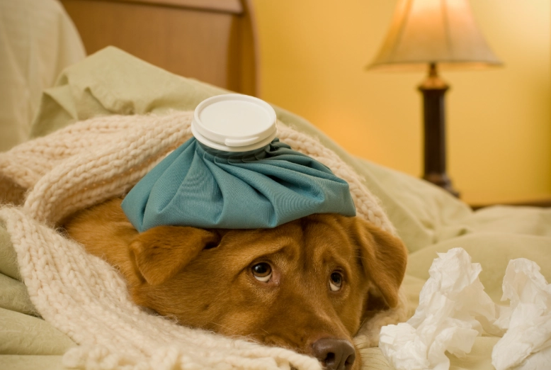 canine influenza treatment