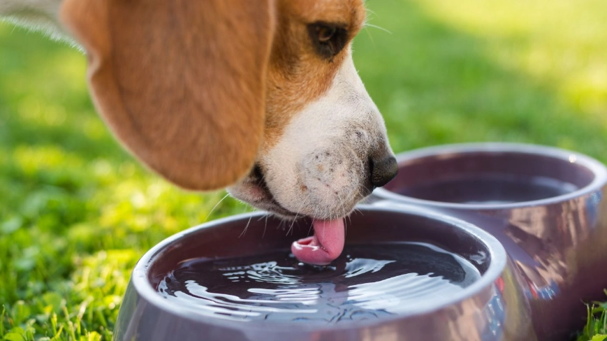 excessive thirst in dogs excessive thirst in dogs