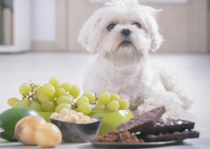 toxic foods for dogs