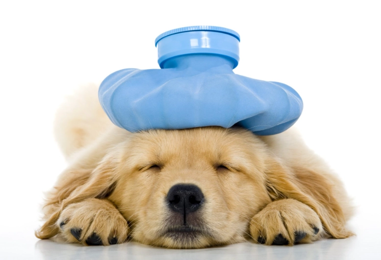 dog flu symptoms