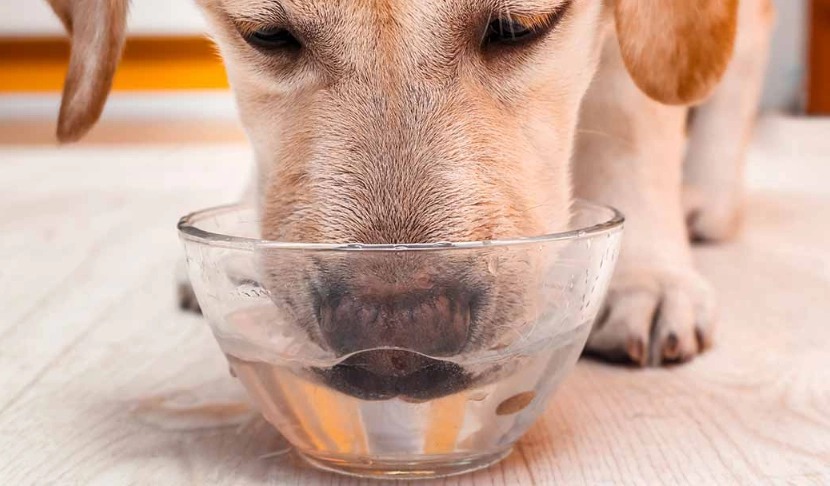 dog drinking more water than usual dog drinking more water than usual