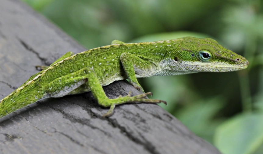 anole lizard care