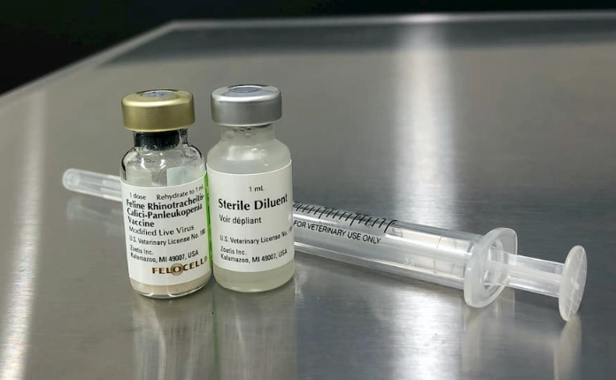 cat vaccination schedule